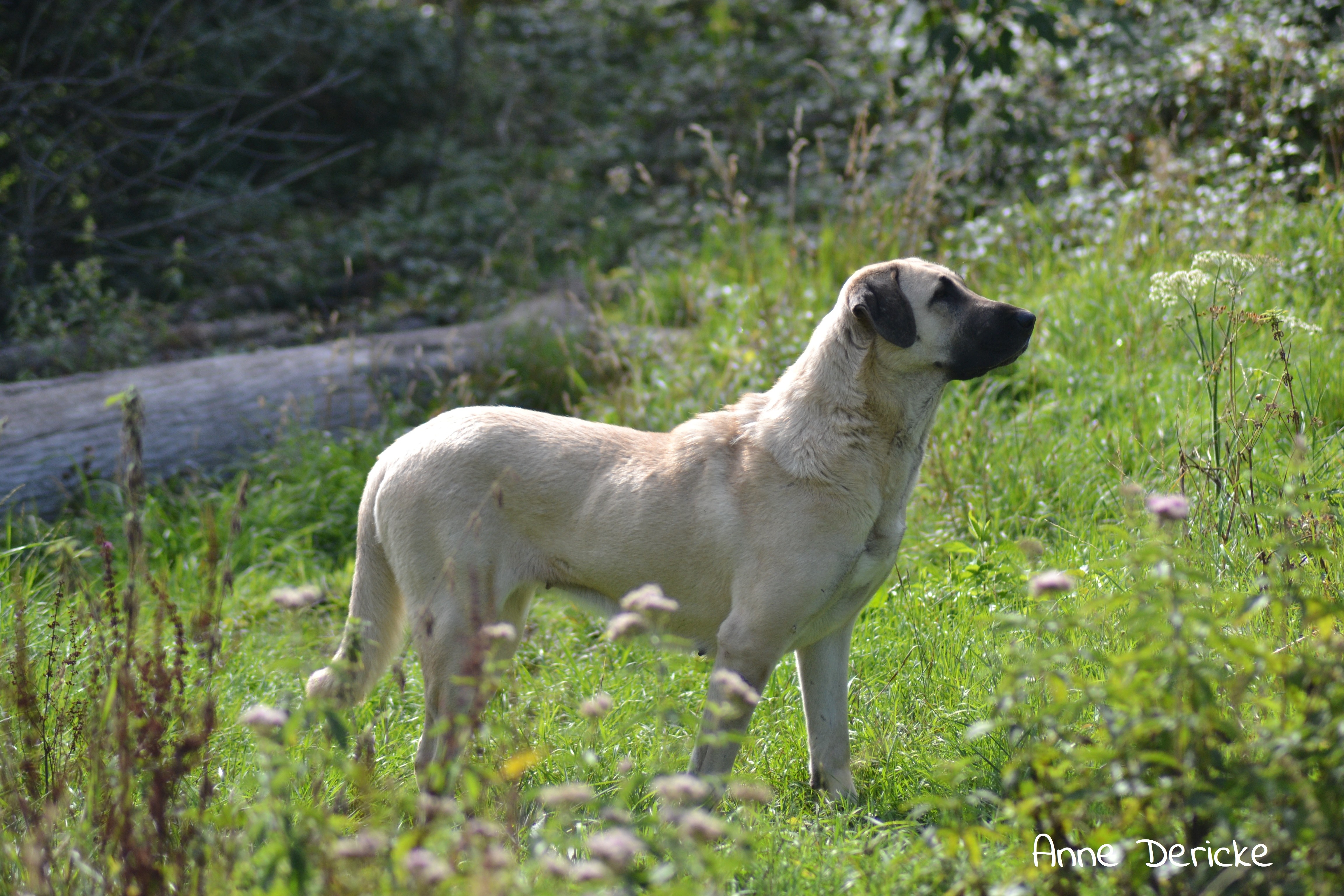 M'guzel The Legend Of Kangal