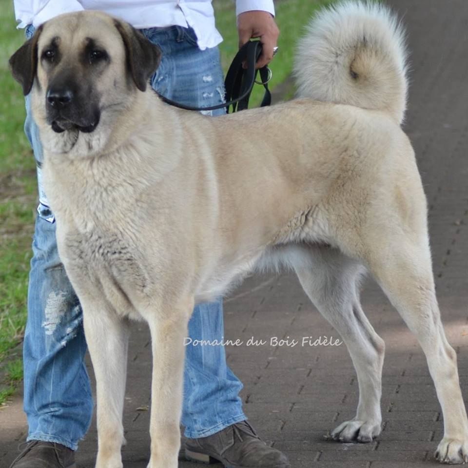 CH. Laïka The Legend Of Kangal