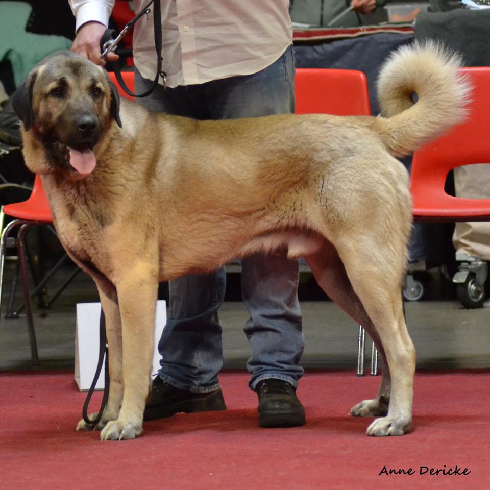 CH. M'safkan The Legend Of Kangal