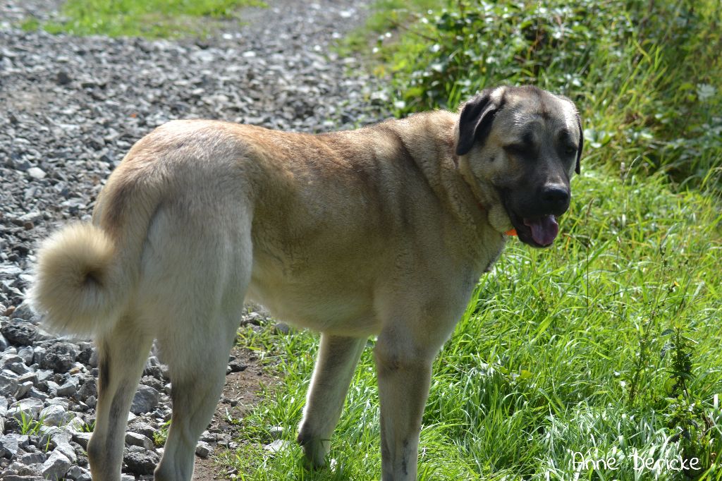 Manza The Legend Of Kangal