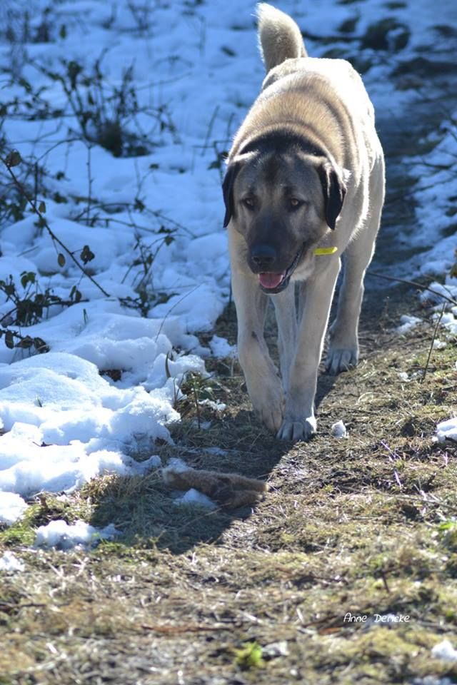 CH. M'safkan The Legend Of Kangal