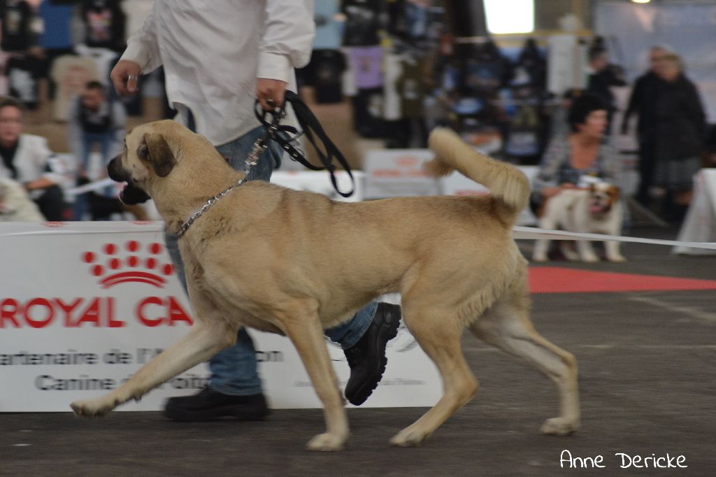 M'guzel The Legend Of Kangal