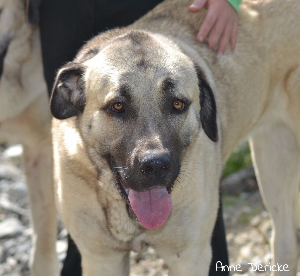 Manza The Legend Of Kangal