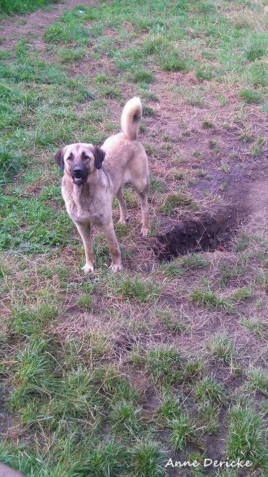 L'filiz The Legend Of Kangal