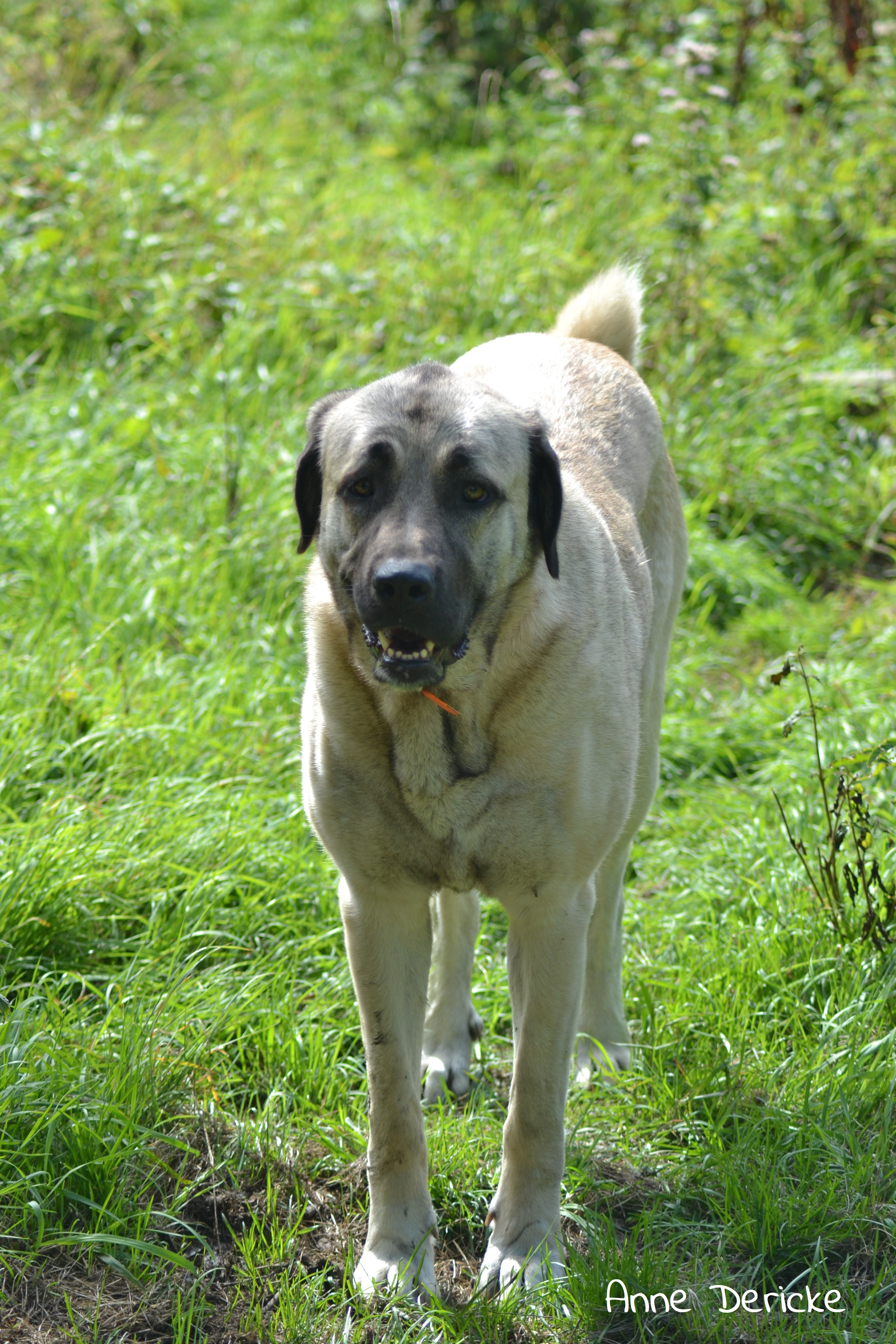 Manza The Legend Of Kangal