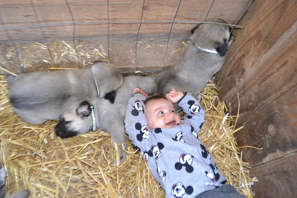 Élevé en famille
