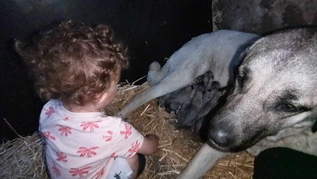 Chiots MANZA x N'ONDER 23/07/2020