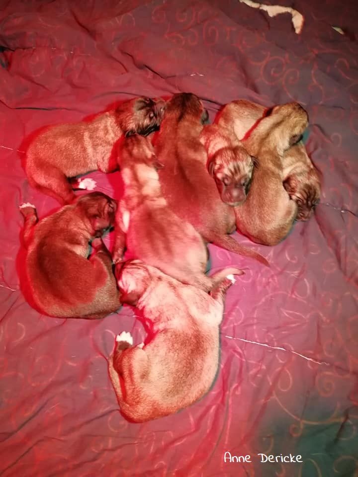 Chiot Berger Kangal Du Domaine Du Bois Fidèle